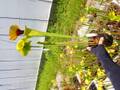 E549 S. flava var. rugelii (copper tinged. Milton. FL) MK