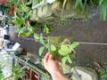 G074 3-2 Hydnophytum formicarum CK