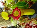 G315 5-2 N. ventricosa (b) squat x truncata Y's