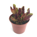 Sarracenia purpurea ssp. purpurea YN /サラセニア　プルプレア