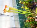 G061 S. flava var. cuprea