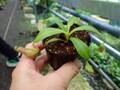 G190 3-3 N. eymae Y's Lab