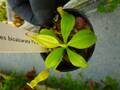 G936 5-1 N. bicalcarata Y's Lab