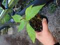R551 3-1 Cecropia peltata itome