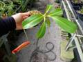G553 4-1 #BBB N. maxima x xharryana Tambuyukon konan