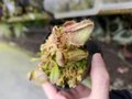 P696 1-1 Cephalotus follicularis CK 