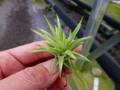 G408 3-1 T. ionantha Albo-Marginata