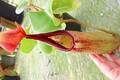 P046 5-2  N. truncata wavy (Mt. Redondo Dinagat) OF