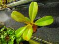 G718 5-3 #BBB N. ventricosa spotted x veitchii Bario stripe Y's