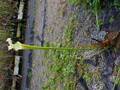 R214 S. leucophylla White pitcher SWC