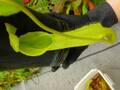 G568 5-2 #BBB N. maxima wavy stem x maxima (d) Sulawesi green Y's