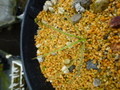 R323 4-1 Drosophyllum lusitanicum