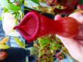 Y320 1-1 #BBB N. ventricosa (Mt. mayon) No.17 YN