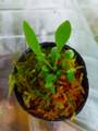 P716 3-2  [YA-30] Cephalotus follicularis Giant Y's Lab