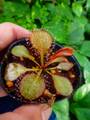 G139 1-4 D. cv. BCP Andromeda 5th {original BCP cross: D. schizandra x D. prolifera} [BCP ID# D1323/05] BCP
