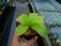 Y231 1-2 P. gigantea