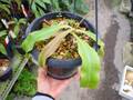 R304 3-2 N. mirabilis winged x {maxima x (maxima x Mixta)}