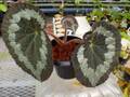 R201 3-2 Begonia rex