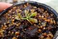 Y758 4-1  Dionaea muscipula `BCP clone aka Angel Wings' [BCP ID# 1950-70]