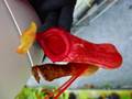 Y312 5-1 #BBB N. ventricosa red (s)