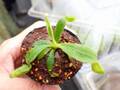 Y917 5-1  [YA-62] N. veitchii `Akazukin' x veitchii (Bario stripe) Y's Lab