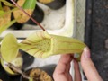 R624 5-3 N. truncata x ovata EP