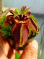 P099 1-1 Cephalotus follicularis `Giant' Araflora 