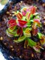 Y184 4-1 Dionaea muscipula B52 Y's Lab