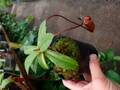G429 1-4 N. (ventricosa x sibuyanensis) x macfarlanei EP