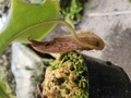 G073 1-3 N. (boschiana x veitchii) x veitchii /CK