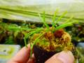 Y705 1-2 Darlingtonia californica Y's Lab