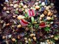 E624 5-1 Dionaea muscipula `BCP clone aka G16 Slack Giant' [BCP ID# 1752-01] BCP