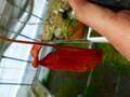 G766 4-2 N. Nasu (thorelii x Wrigleyana) 一正園