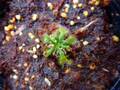 G438 4-1 D. spathulata Tamboon CZ