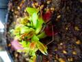 Y685 4-1 Dionaea muscipula B52 Y's Lab