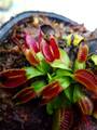 R171 4-1 Dionaea muscipula B52 Y's Lab