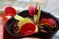 Y208 4-1 Dionaea muscipula South-West Giant Y's Lab