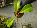 G137 5-3 #BBB N. truncata x [(ventricosa x sibuyanensis) x merrilliana] EP