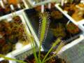 R370 4-1 D. capensis