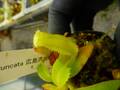 P044 5-1 N. truncata 広島実生系 Y's