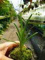 R253 3-3 Brocchinia reducta {France strain, clone #1,2]} BCP