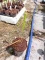G002 S. flava `Giant tube' No.2 (70cm) Y's