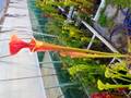 G619 S. flava var. atropurpurea MK F27c CK