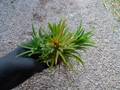 G619 3-1 tillandsia　ラベル落ち