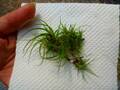 G592 3-3 T. juncea  TI