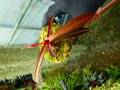 P664 5-3 #BBB N. albomarginata red