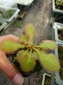 P844 4-2 D. cv. BCP Andromeda 8th {original BCP cross: D. schizandra x D. prolifera} [BCP ID# D1525/01] BCP