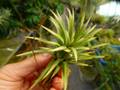 P979 3-1 T. ionanta Albo-Marginata