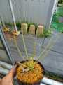 R219 4-2 Drosophyllum lusitanicum