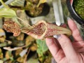P607 1-2 N. maxima wavy leaf (seedling) Y's 